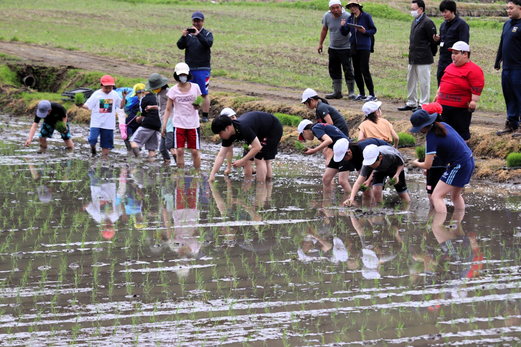 ５年生田植え 2枚目写真