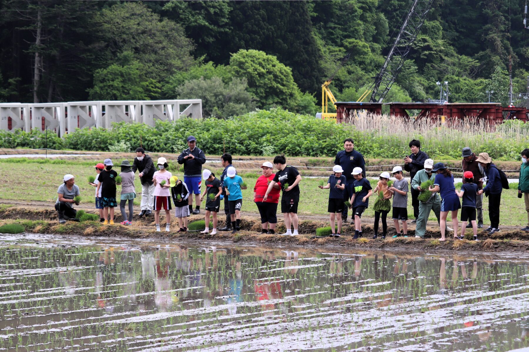 ５年生田植え 1枚目写真