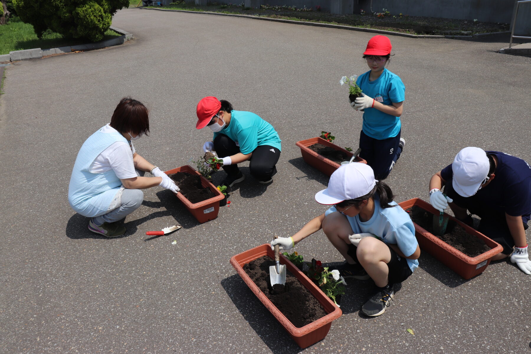 令和６年度　人権の花運動 3枚目写真