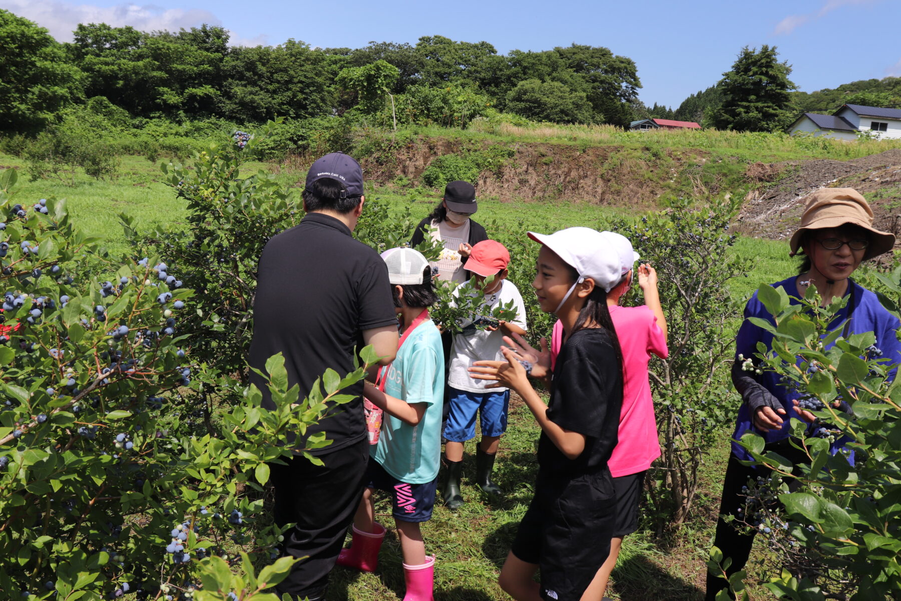 ブルーベリー収穫 8枚目写真