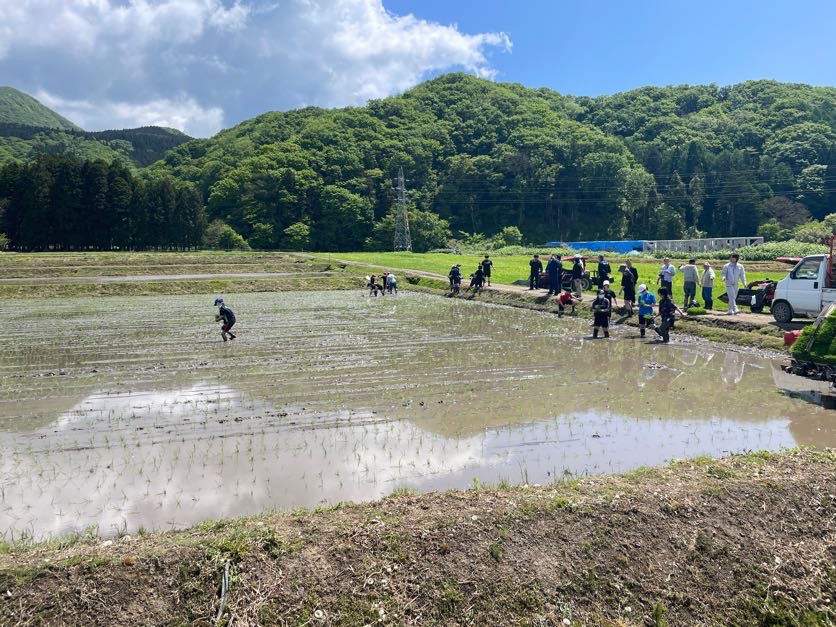 黒米田植え（５年生） 1枚目写真