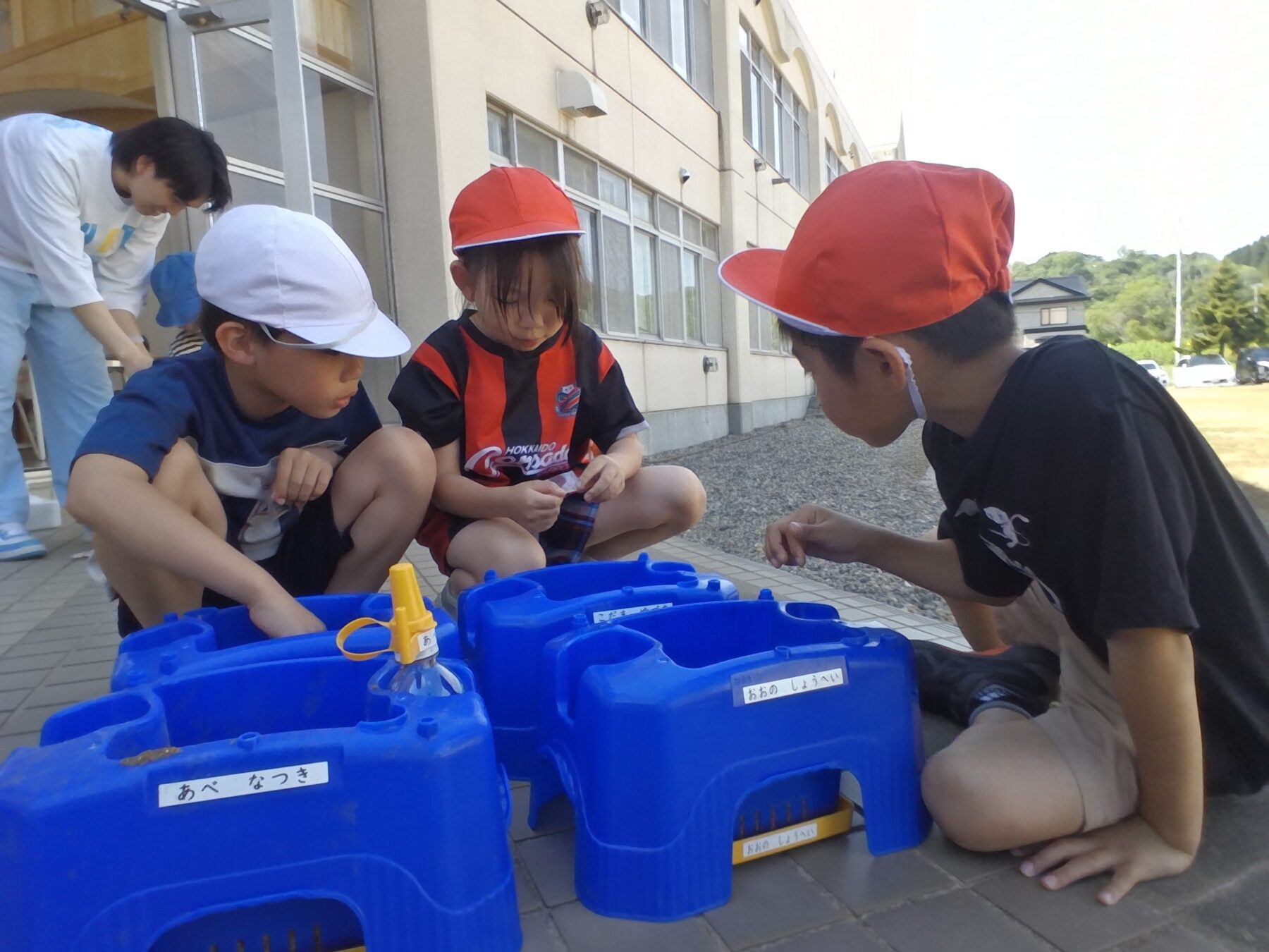 ミニトマトの種を植えました 3枚目写真